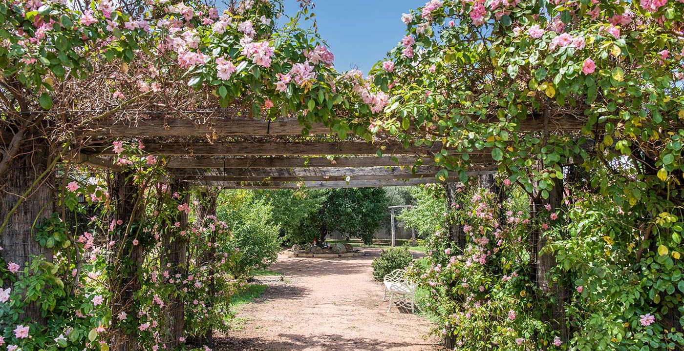 Outdoor garden archway covered with blossoming flowers at Whiddon's aged care home in Mudgee.