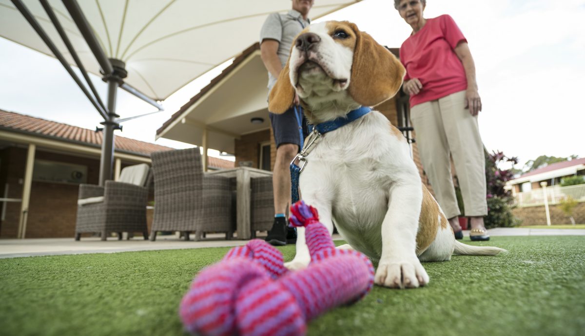 pet therapy aged care