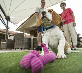 pet therapy aged care